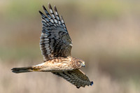 Northern Harrier