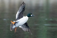 Common Goldeneye