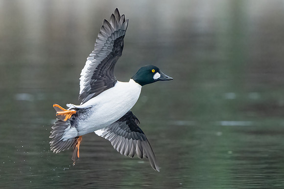 Common Goldeneye