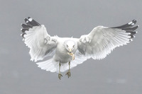 Ring-billed Gull