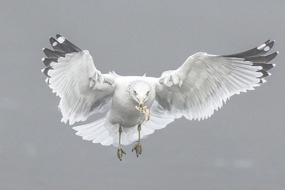 Ring-billed Gull
