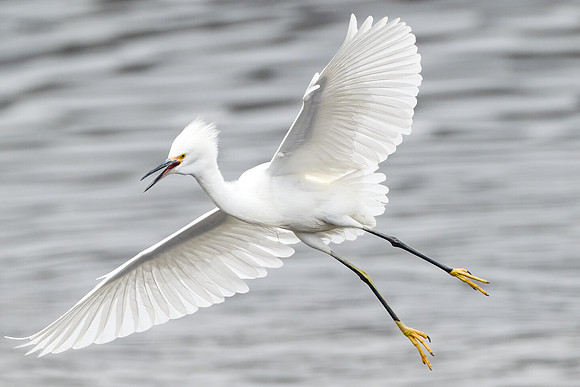 Snowy Egret