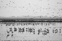 Sandhill Cranes
