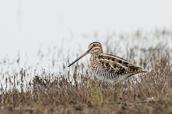 Wilson's Snipe