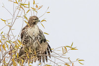 Red-tailed Hawk
