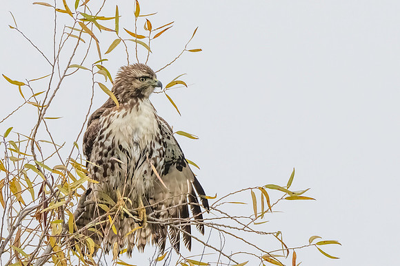Red-tailed Hawk