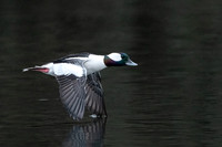 Bufflehead