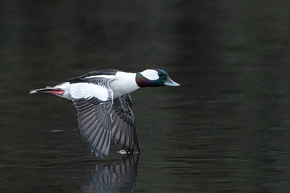 Bufflehead