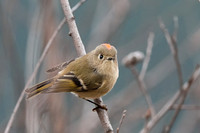 Ruby-crowned Kinglet