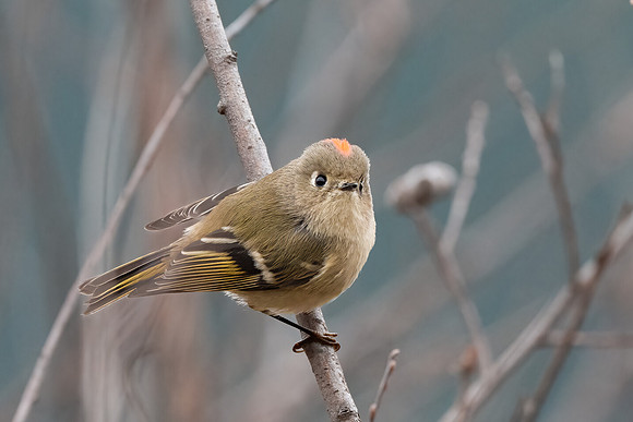 Ruby-crowned Kinglet