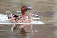 Cinnamon Teal