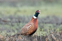 Ring-necked Pheasant