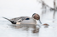 Northern Pintail