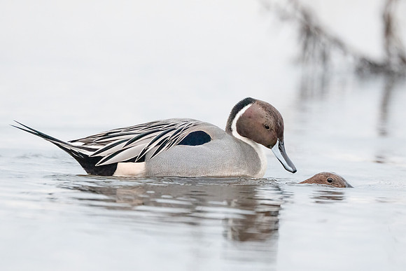 Northern Pintail