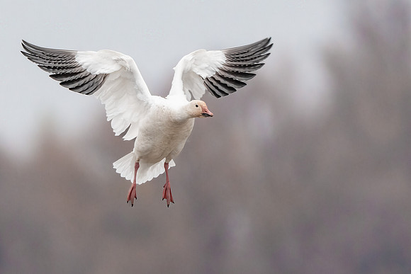 Snow Goose