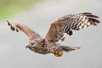 Red-shouldered Hawk