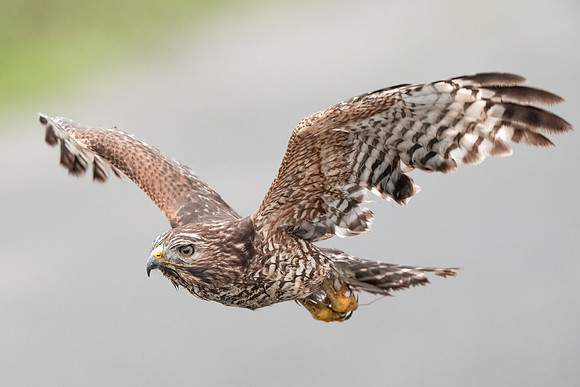 Red-shouldered Hawk