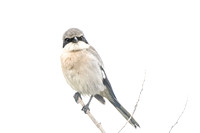 Loggerhead Shrike