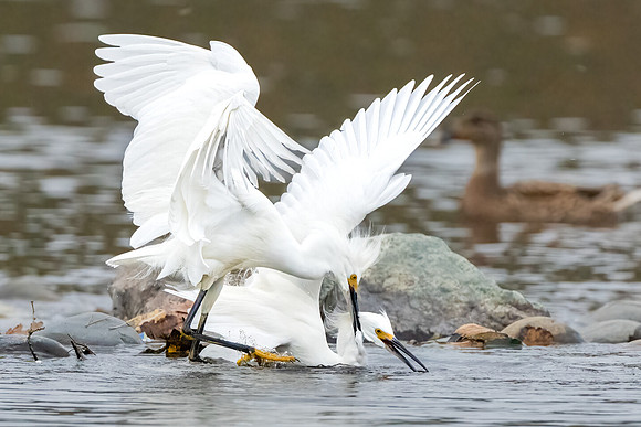 Snowy Egret