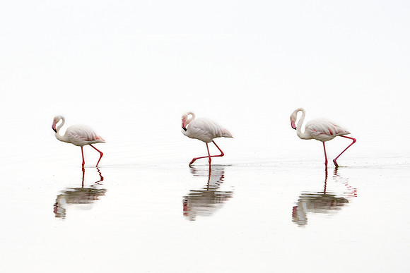 Greater Flamingo