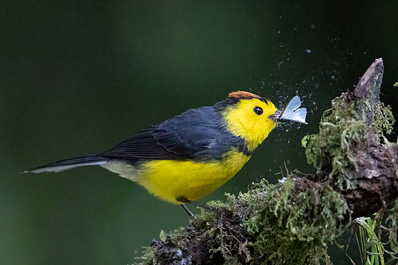 Collared Redstart