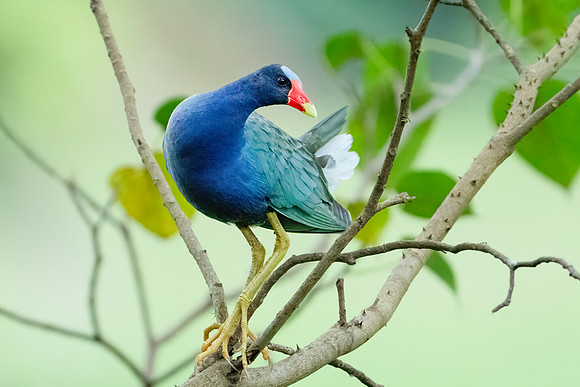 Purple Gallinule