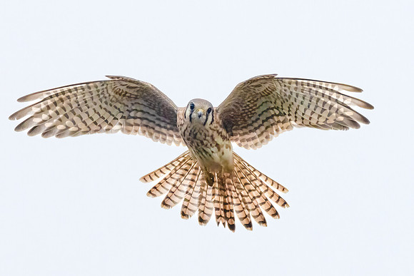 American Kestrel