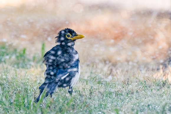 Yellow-billed Magpie