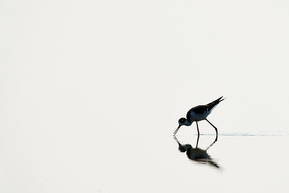 Black-necked Stilt