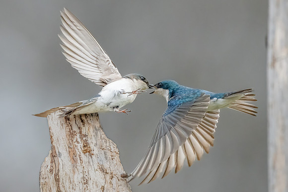 Tree Swallows