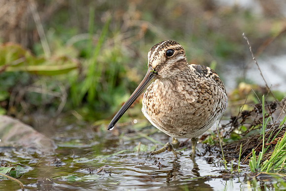 Wilson's Snipe