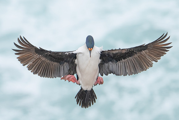 Imperial Cormorant flies in