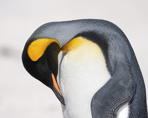 King Penguin