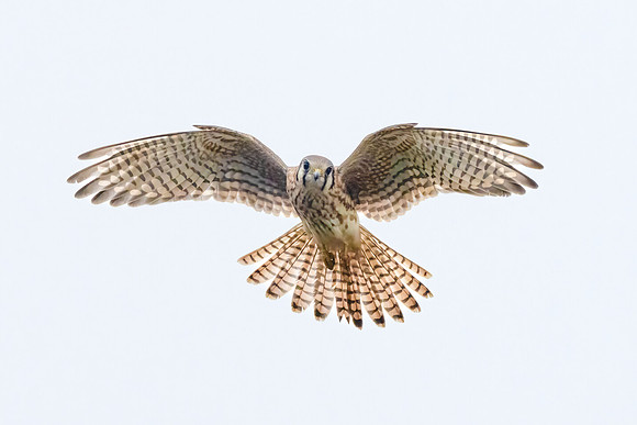 American Kestrel