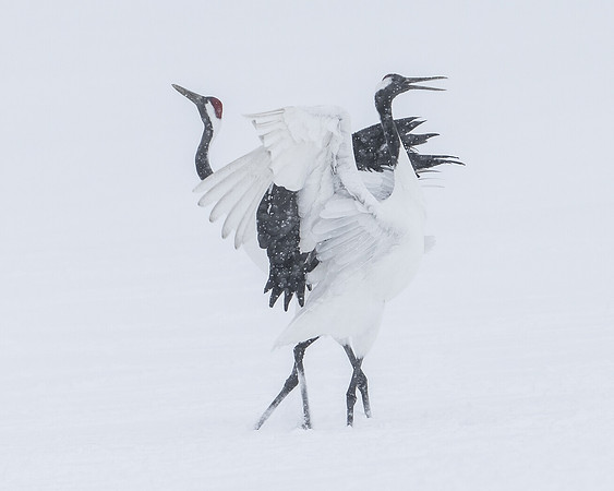 CranePairDance