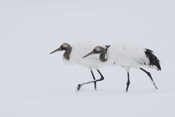 Juvies in Snow