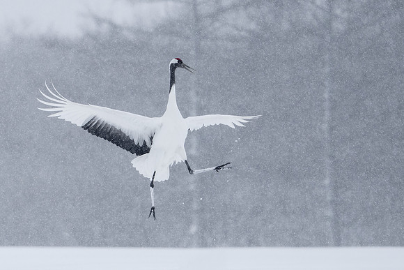 Juvies in Snow