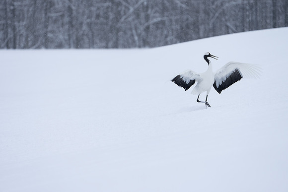 SingleCrane
