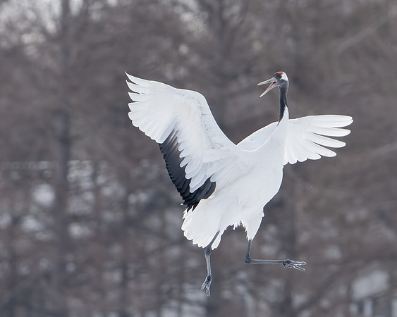 Crane leap