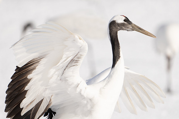 Snow Crane