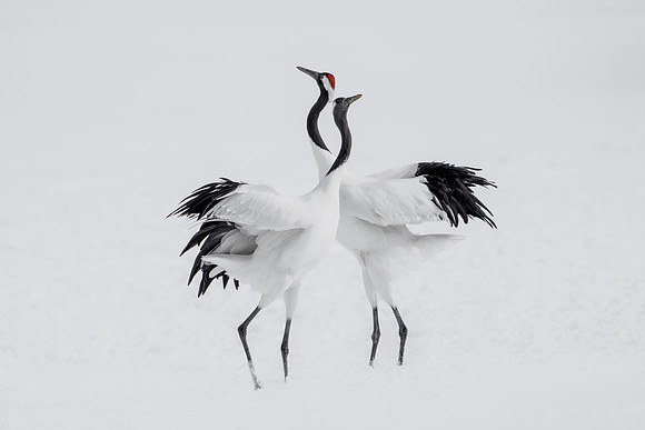 DancingPair