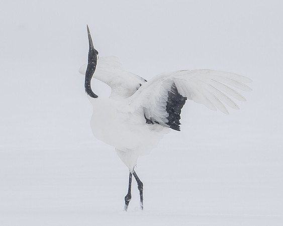 Crane Dance