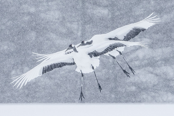 Crane pair fly in