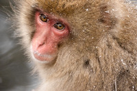 Soulful Eyes