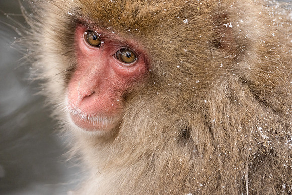 Soulful Eyes