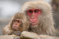 Snow Monkeys_