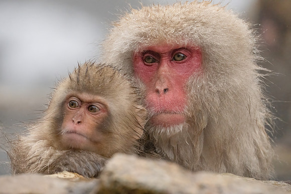 Snow Monkeys_