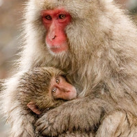 Snow Monkey