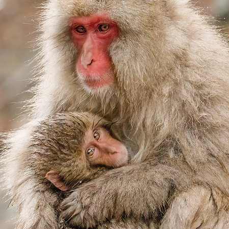 Snow Monkey