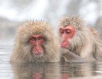 Spa Day